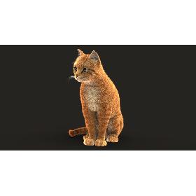 3D Cat (2) (Orange Tabby) (ANIMATED) (FUR) model